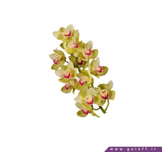 سایت فروش گل ارکیده سیمبیدیوم لمون – Cymbidium Orchid | گل آف